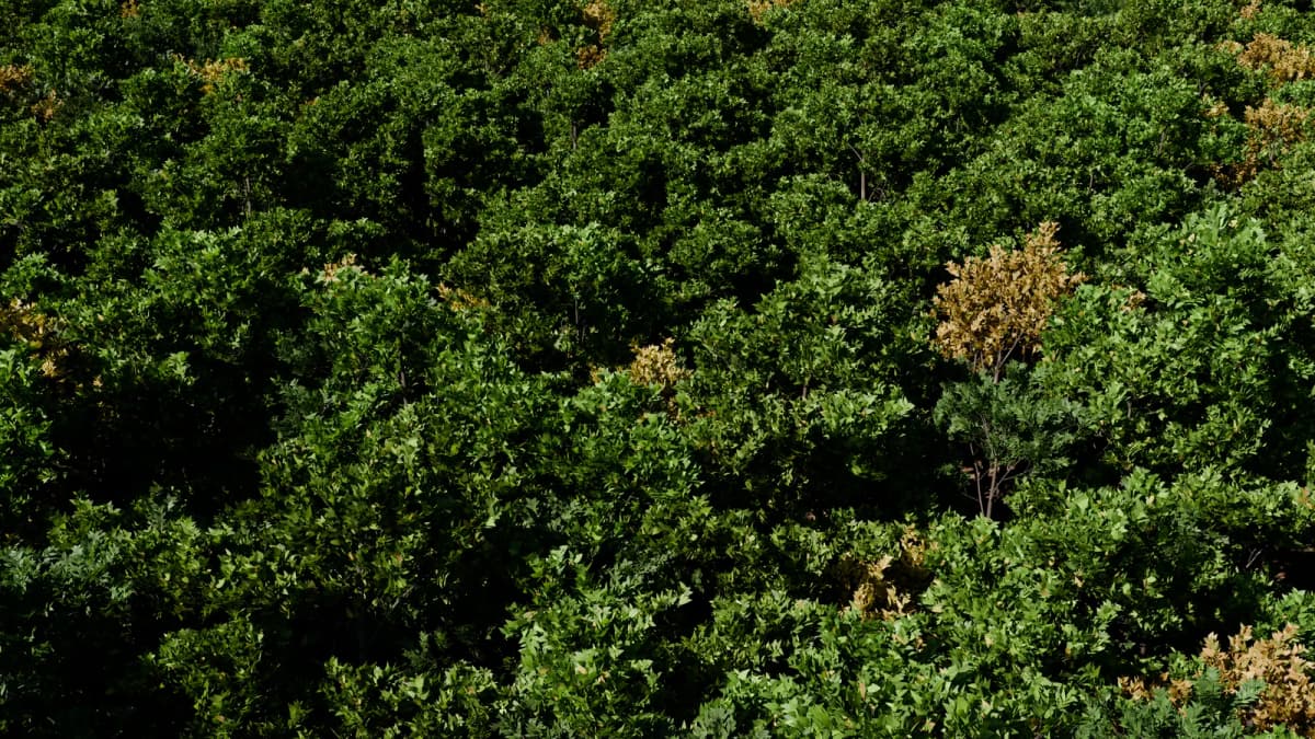 Forestry: a site Atlas can map